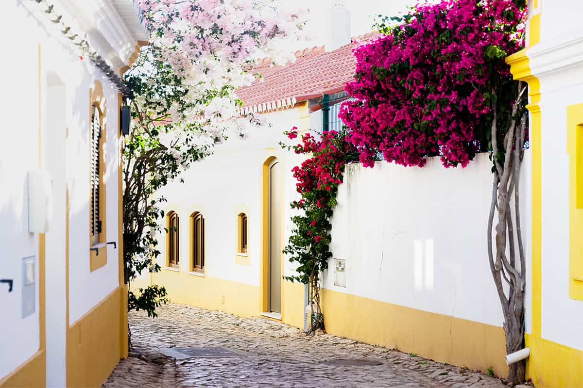 Flowers blooming in Algarve, Portugal