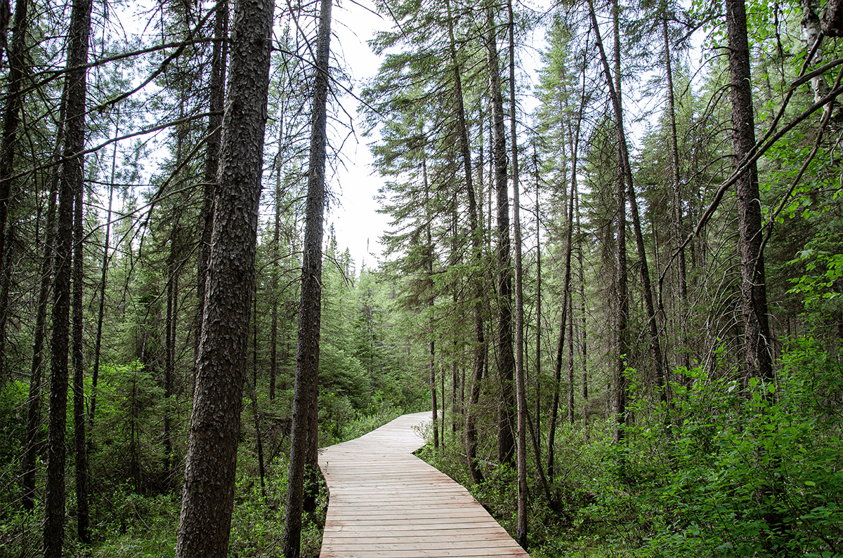 Algonquin Provincial Park